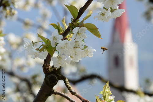 Weiße Kirschblüten, Blütezeit in Südtirol, Nahrung für die fleißigen Bienen 