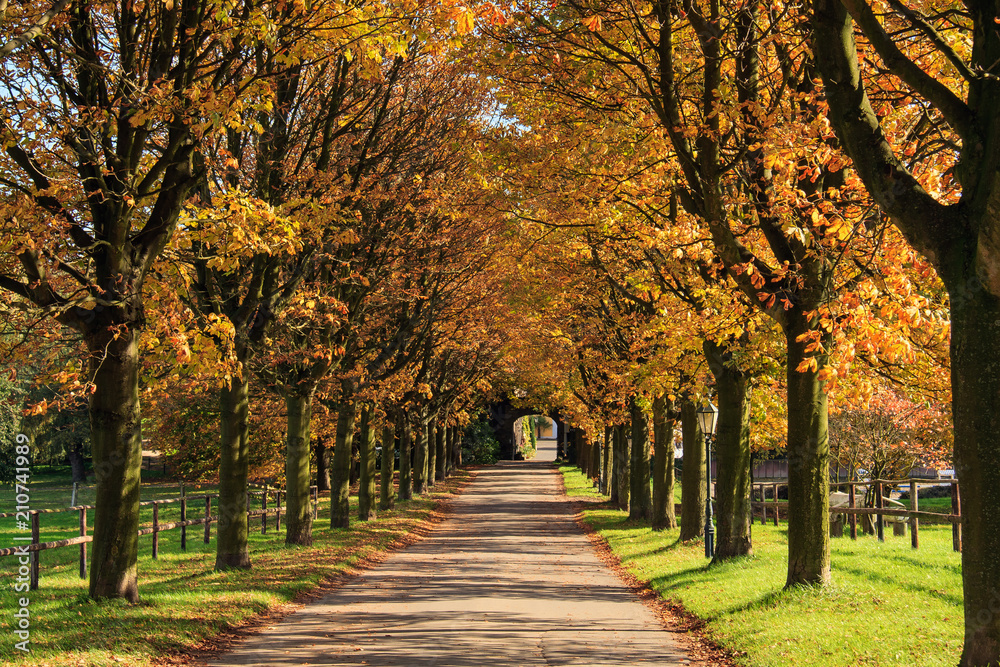 Naklejka premium Allee im Herbst, Deutschland