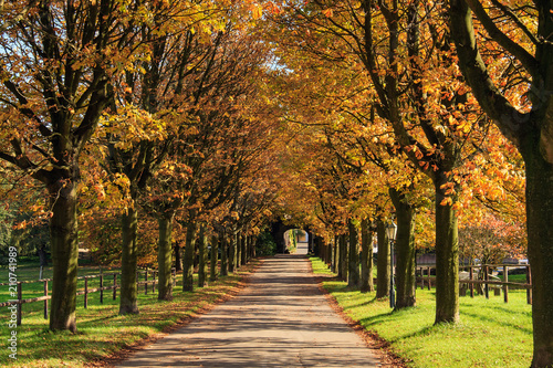 Allee im Herbst, Deutschland