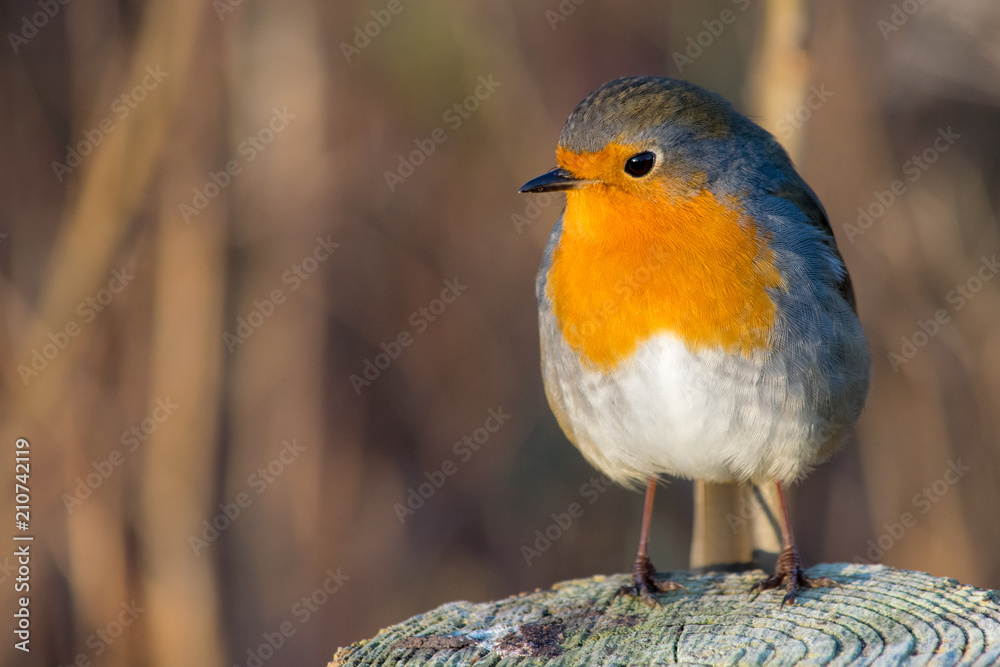 Fototapeta premium DSC 54