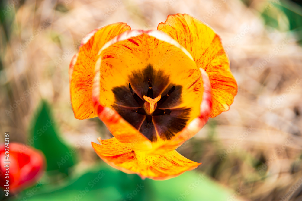 Beautiful striped tulip flower in foreground Beautiful striped tulip flower in foreground