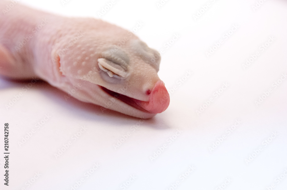 Close up of Rainwater albino gecko (Eublepharis macularius) licking nose, eyes shut. Albino gecko on white background in studio, macro lens shallow depth of field. Albino Gecko isolated on white. Close up of Rainwater albino gecko (Eublepharis macularius) licking nose, eyes shut. Albino gecko on white background in studio, macro lens shallow depth of field. Albino Gecko isolated on white.