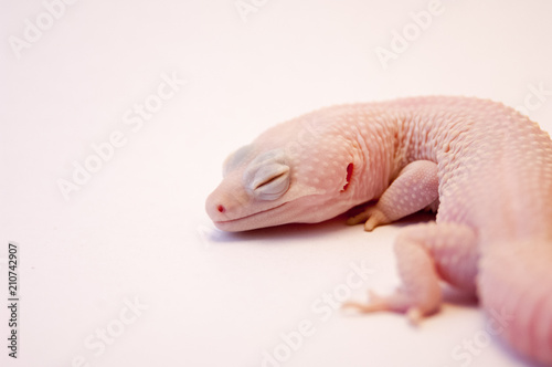 Macro lens shallow depth of field studio shot of Rainwater albino gecko (Eublepharis macularius), 3/4 view, detail of outer ear. Head resting on ground, eyes closed side view of body.
