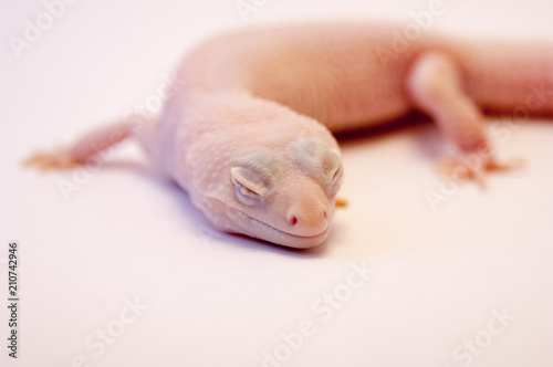 Close up of Rainwater albino gecko (Eublepharis macularius) resting head on ground. Albino gecko on white background in studio, macro lens shallow depth of field. Albino Gecko isolated on white