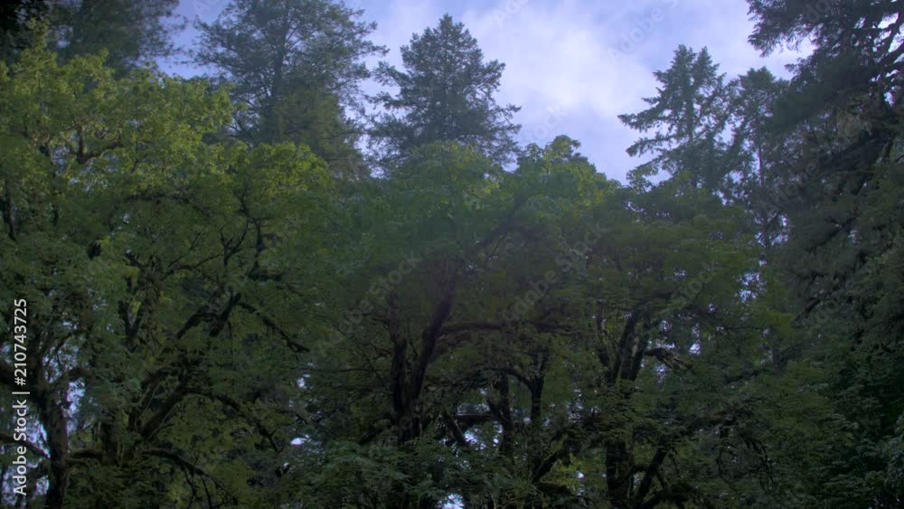 Treetops in Silver Falls State Park. Shot on a Blackmagic Ursa Mini Pro 4.6k with a Sigma 50-100mm f/1.8. Treetops in Silver Falls State Park. Shot on a Blackmagic Ursa Mini Pro 4.6k with a Sigma 50-100mm f/1.8.
