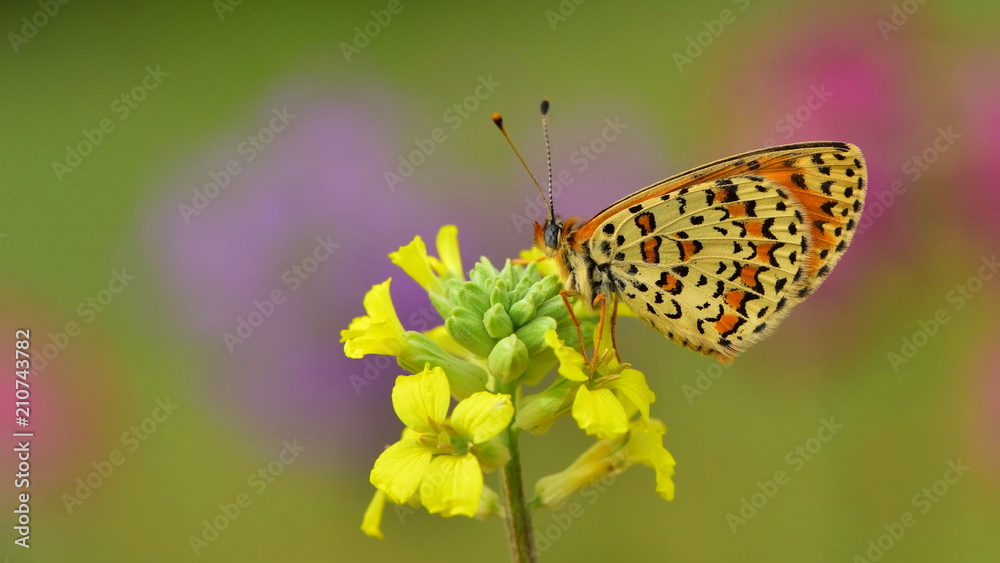 Obraz premium Melitaea trivia 49