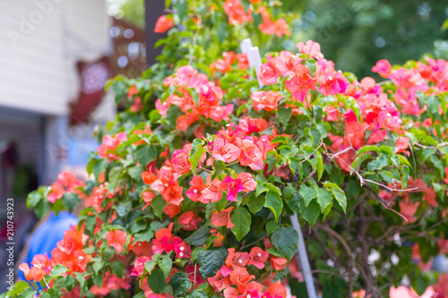 Brightly colored  flower close-up