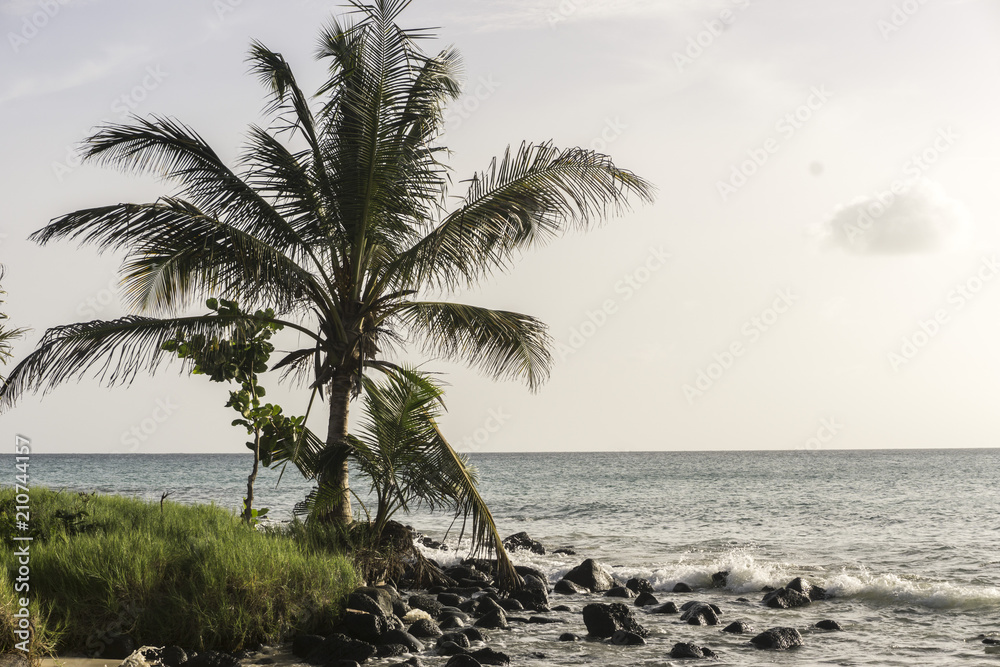 Fototapeta premium beautiful island beach in the caribbean