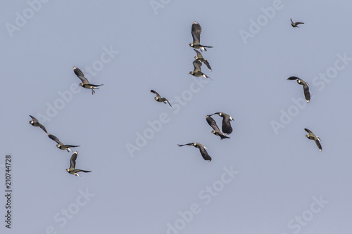 Kiebitz (Vanellus vanellus)
