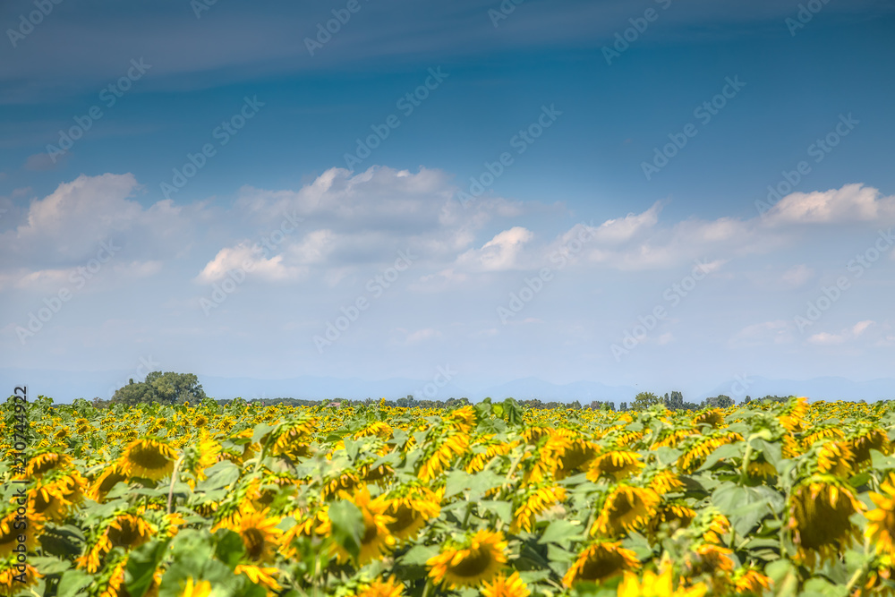Fototapeta premium Warm yellow flowers on blue sky background