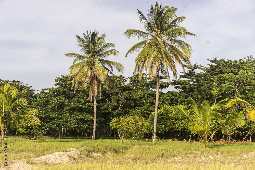 palm tree trees, palm grove against the blue sky, a palm tree palm tree trees, palm grove against the blue sky, a palm tree