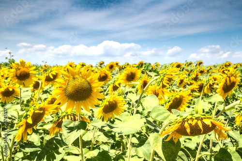 Sunflowers blooming field