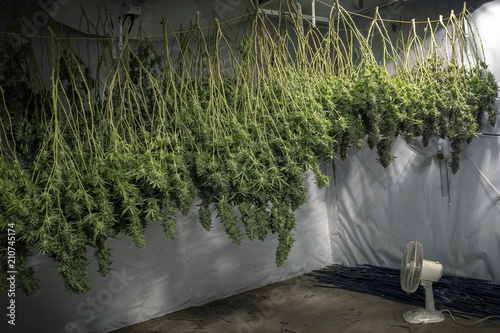 Cannabis Plant Buds Hanging in Indoor Farm