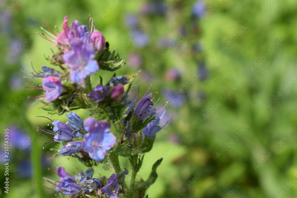 blue flowers in a grass field