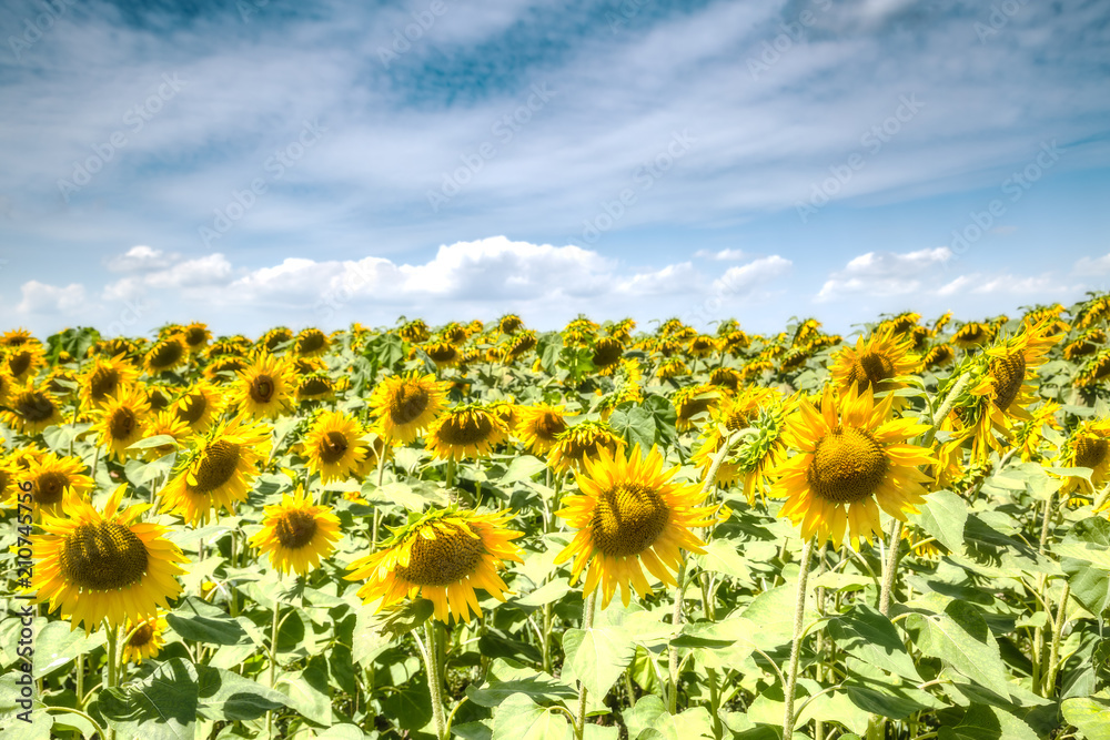 field of blooming sunflowers and sunshine