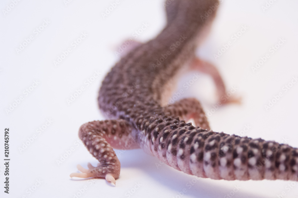 Naklejka premium Common leopard gecko (Eublepharis macularius) walking away from camera focus on bumpy scales of the tail on white background. Body and tail of leopard gecko on white.