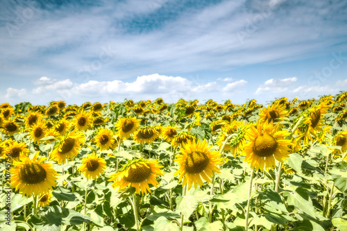 field of blooming sunflowers and sunshine