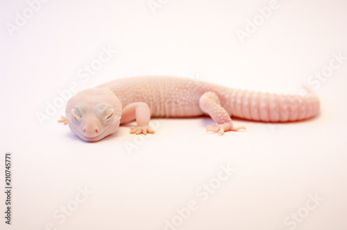 Rainwater albino gecko (Eublepharis macularius) full body on white background. Pink albino lizard isolated on white. Common gecko as a pet. Albino Gecko with eyes closed shot in studio.
