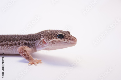 Common leopard gecko  Eublepharis macularius  looking intensely ready to strike with head raised white background in studio with selective focus. Common Leopard gecko on white background  shallow DOF.