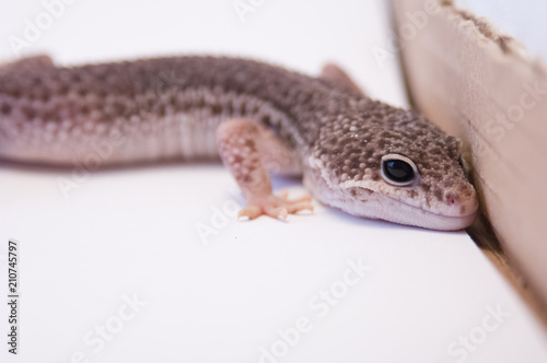 Common leopard gecko (Eublepharis macularius) looking intensely ready to strike with head raised white background in studio selective focus. Common Leopard gecko on white background next to box.