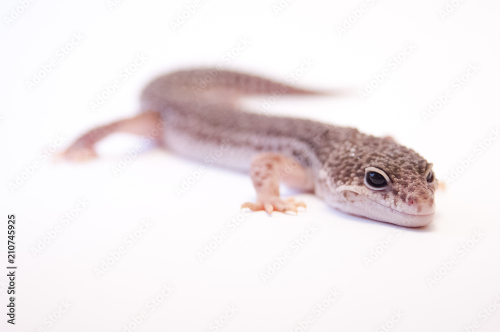 Common leopard gecko (Eublepharis macularius) full body in studio on white background, selective focus. Focus on eyes of leopard gecko lizard on white. Common leopard gecko (Eublepharis macularius) full body in studio on white background, selective focus. Focus on eyes of leopard gecko lizard on white.