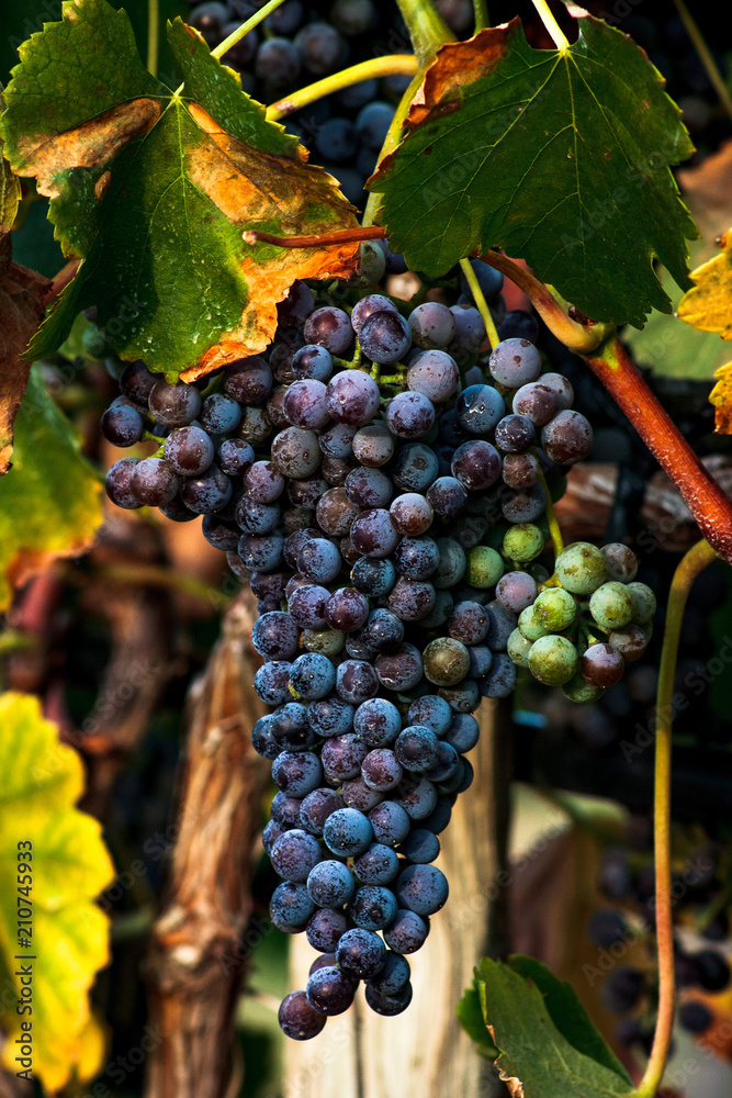 Purple Grapes on the vine in a vineyard