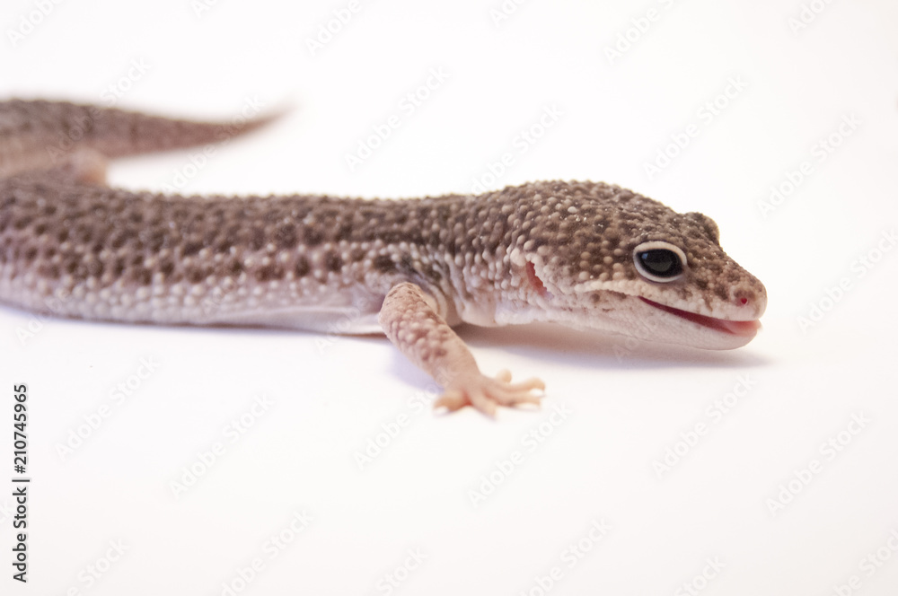 Close up of common leopard gecko (Eublepharis macularius) on white background, brown color profile. Head and front leg, profile. Mouth slightly opened little bit of tongue showing. Close up of common leopard gecko (Eublepharis macularius) on white background, brown color profile. Head and front leg, profile. Mouth slightly opened little bit of tongue showing.