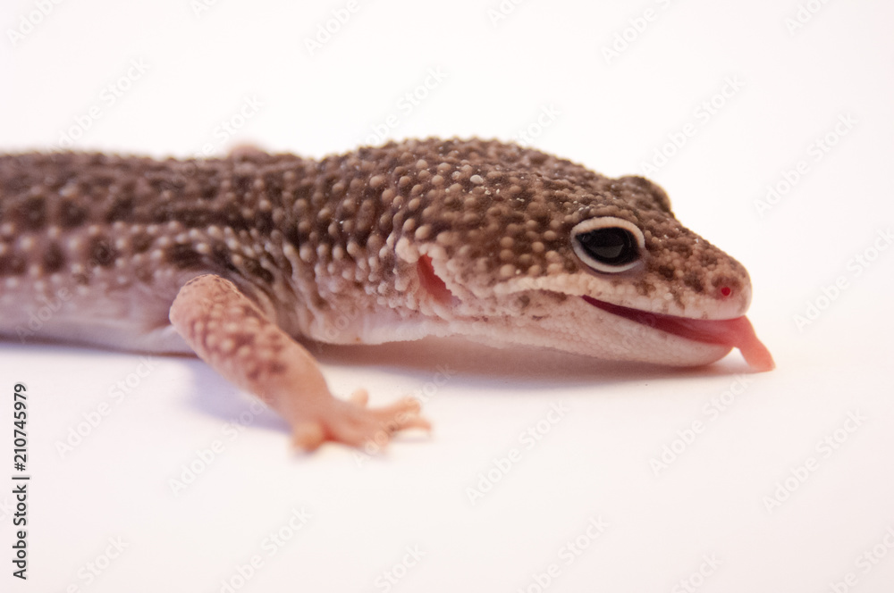Naklejka premium Close up of common leopard gecko (Eublepharis macularius) with tounge sticking out. Gecko lizard on white background in studio with macro lens. Focus on eyes and head, side view.