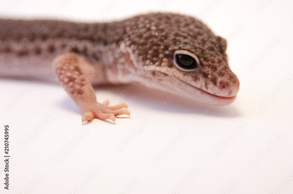 Close up of common leopard gecko (Eublepharis macularius) on white background, brown color profile. Head and front leg, 3/4 view. Studio shot with macro lens. Close up of common leopard gecko (Eublepharis macularius) on white background, brown color profile. Head and front leg, 3/4 view. Studio shot with macro lens.