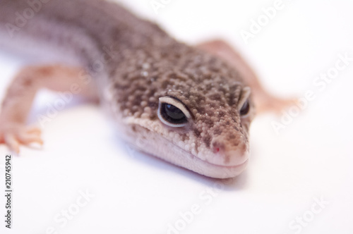 Close up of common leopard gecko (Eublepharis macularius). Gecko lizard on white background in studio with macro lens. Shallow depth of field. Focus on eyes and head and nose.
