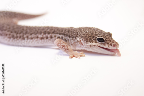 Close up of common leopard gecko (Eublepharis macularius) on white background, brown color profile. Head and front leg, profile. Mouth slightly opened tongue hanging out.