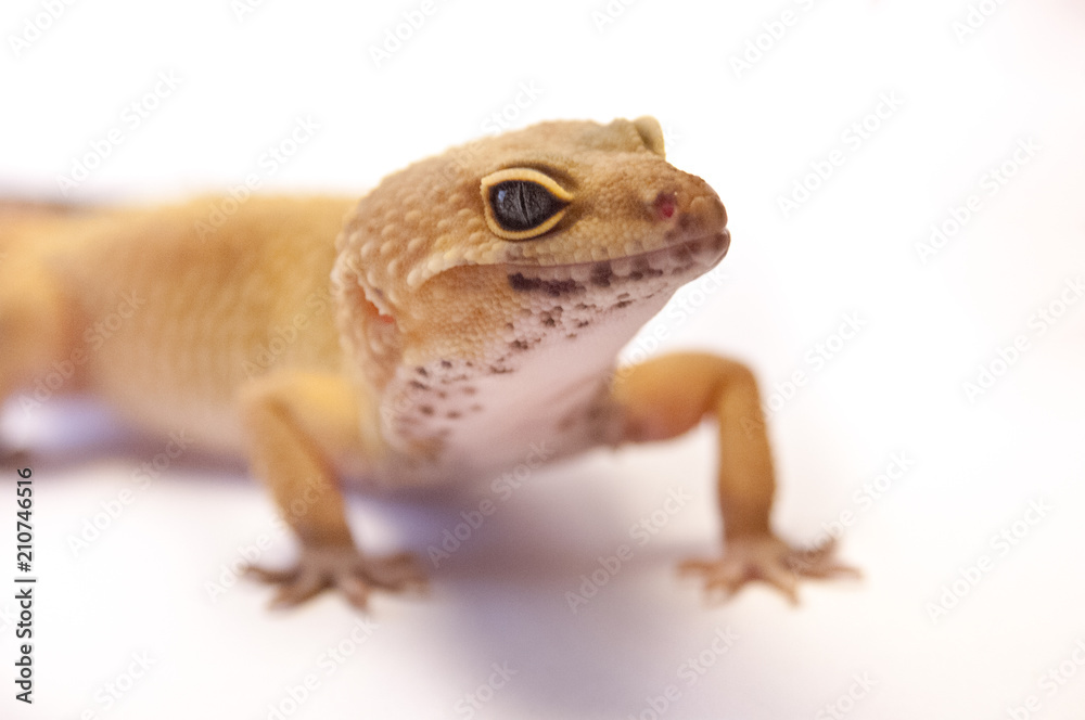 Detail Leopard gecko (Eublepharis macularius). Leopard lizard on white  shallow depth of field. Extreme close up of leopard gecko profile, head,  front legs, and body. Stock Photo | Adobe Stock