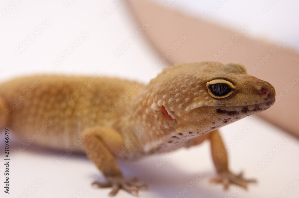 (Eublepharis macularius) common leopard gecko on white background next to box in studio. Focus on eyes. Pet gecko close up. (Eublepharis macularius) common leopard gecko on white background next to box in studio. Focus on eyes. Pet gecko close up.