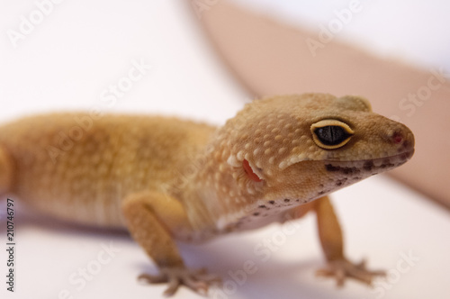 (Eublepharis macularius) common leopard gecko on white background next to box in studio. Focus on eyes. Pet gecko close up.