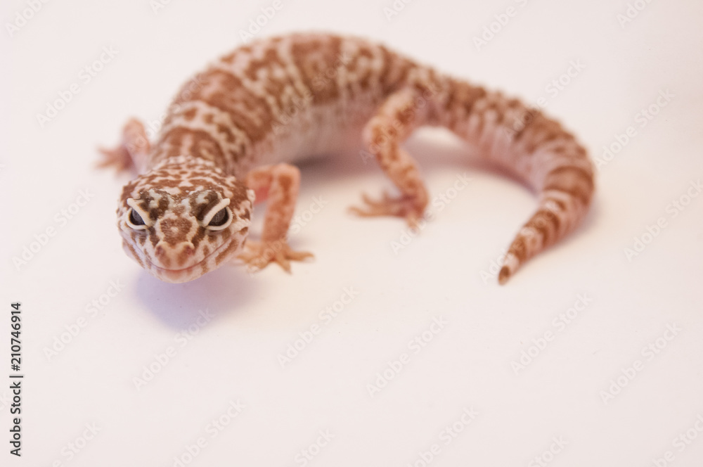 Close up Leopard gecko (Eublepharis macularius) white background curled up  looking at camera. Leopard lizard on