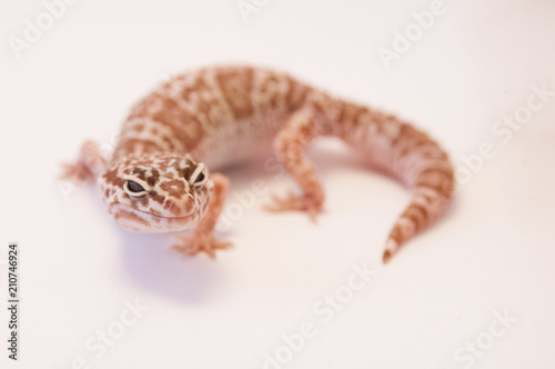 Close up Leopard gecko (Eublepharis macularius) white background curled up looking at camera. Leopard lizard on white shallow depth of field. Extreme close up of leopard gecko.