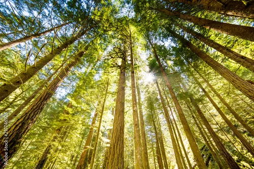 Obraz Światło słoneczne przebijające się przez baldachim drzewa w oregon w pacyfiku na północny zachód