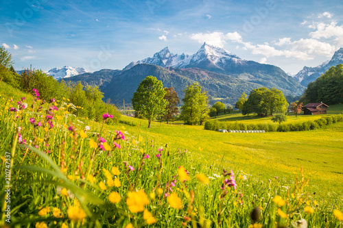 Fotografia, Obraz Idyllic mountain scenery in the Alps with blooming meadows in springtime
