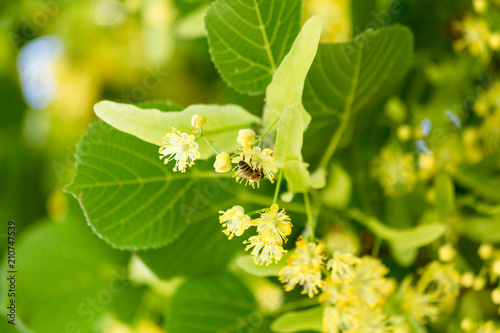 tilia  linden flowers on tree in spring season