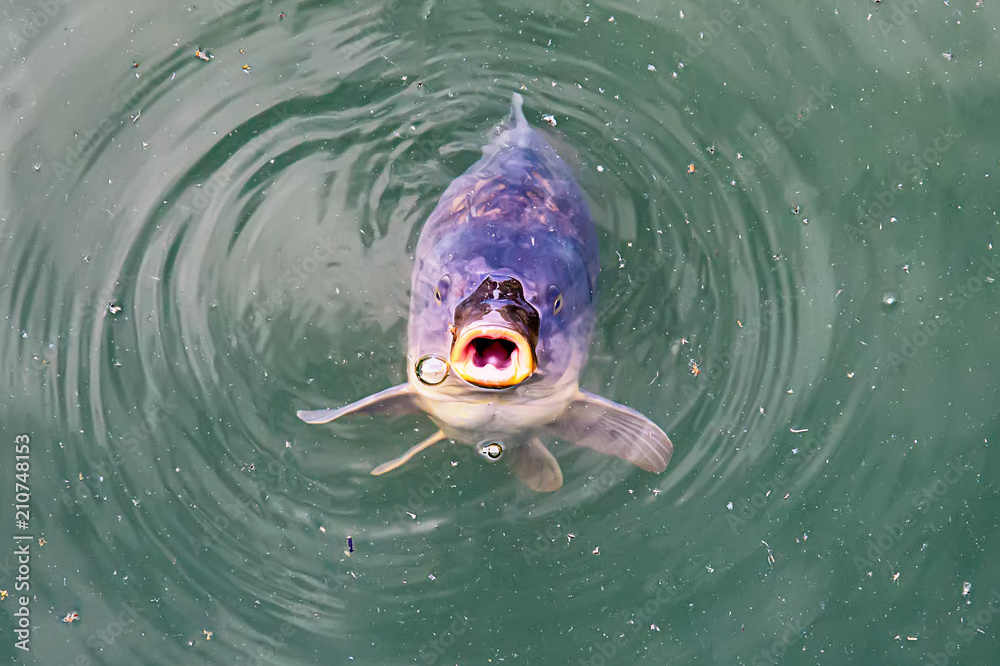 Common carp breaking the surface waiting to be fed. Fish on the surface of  the river with an open mouth Stock Photo