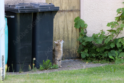 Fototapeta Naklejka Na Ścianę i Meble -  Stray gray striped European Shorthair looking through garbage cans in Germany
