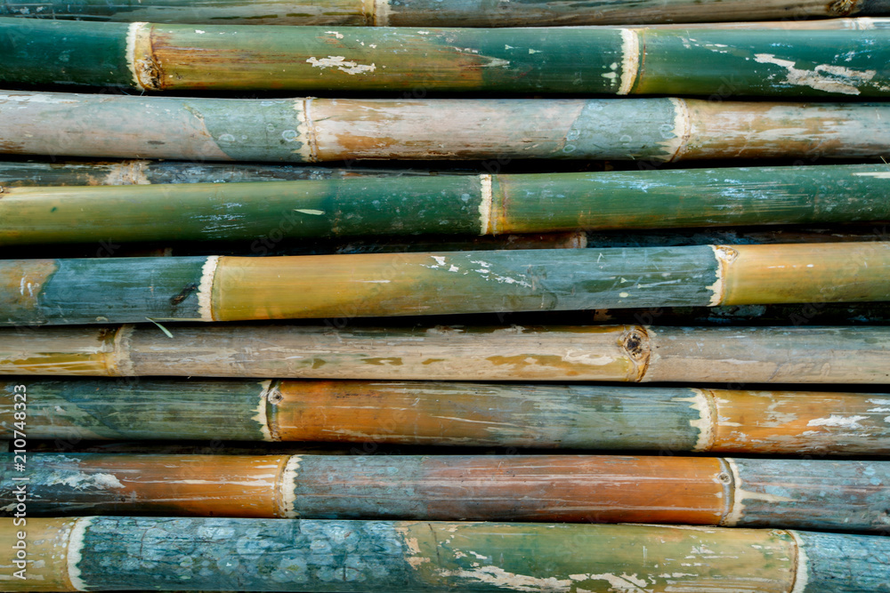 Bamboo texture background, green bamboo fence wall