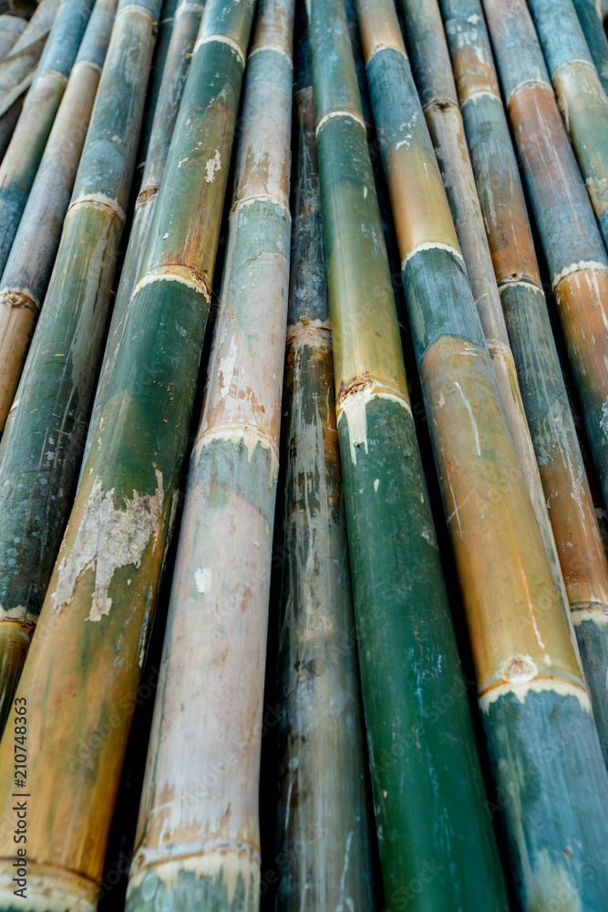 Bamboo texture background, green bamboo fence wall Bamboo texture background, green bamboo fence wall