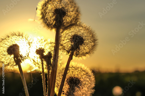 dandelion and orange sunset