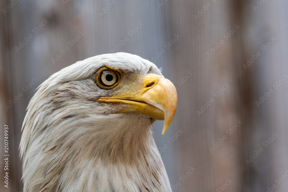 A macro of an bald eagle which is looking the side A macro of an bald eagle which is looking the side
