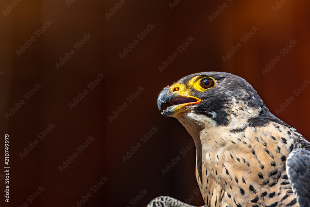 A potrait of a Peregrine falcon which is looking to the side A potrait of a Peregrine falcon which is looking to the side
