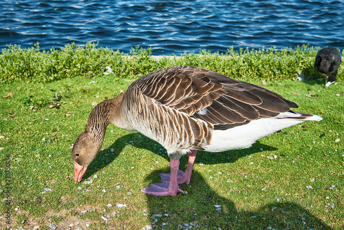 Obraz na płótnie Goose poses on the grass