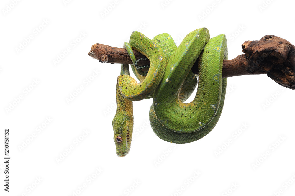 Fototapeta premium Green tree python isolated on white background