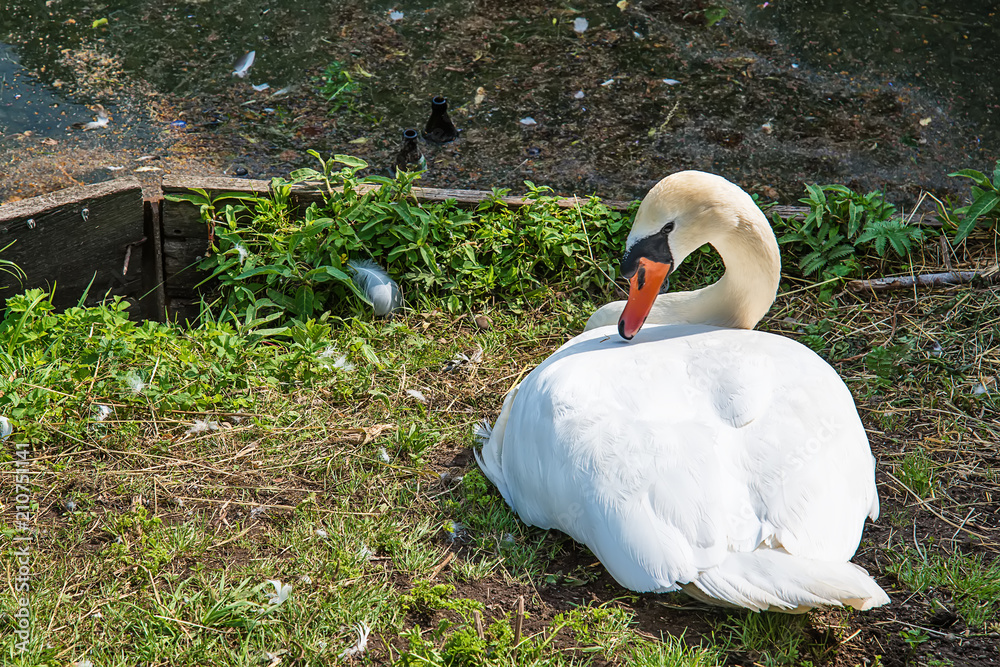 Naklejka premium Swan resting on grass 