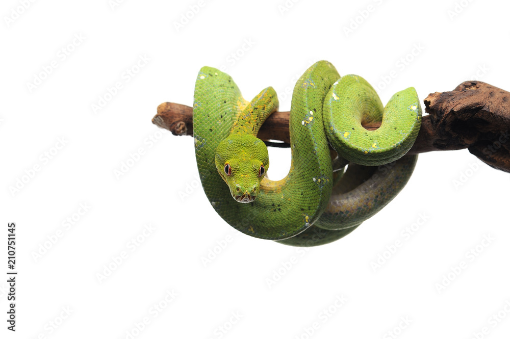 White Green Tree Python